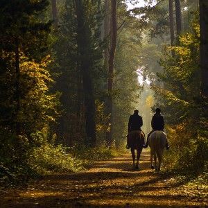 paseo caballo despedidas Logrono