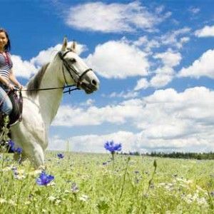paseo caballo despedidas Logrono