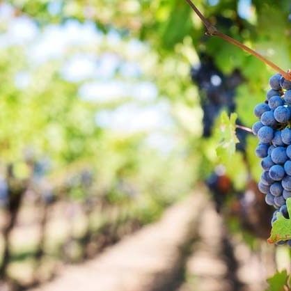 Enoturismo para despedidas en Logrono